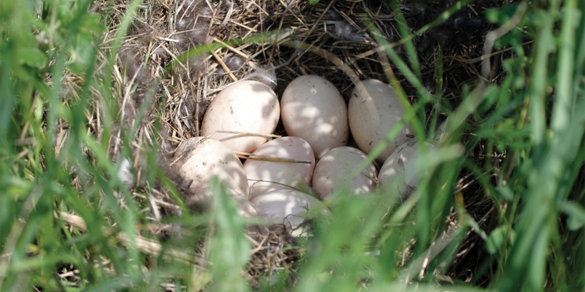 Duck nest deals